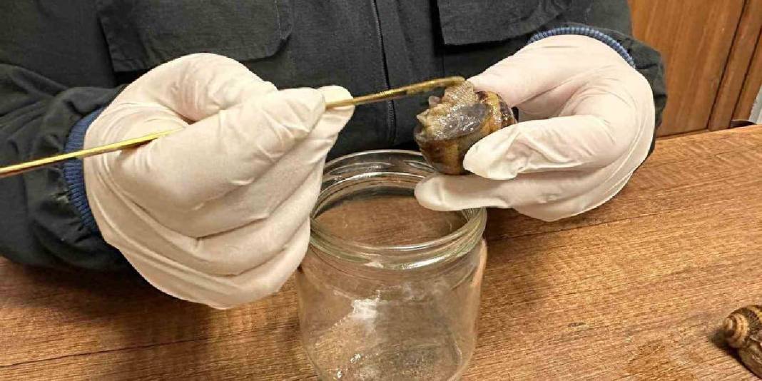 Trabzon’da üretiyor, dünya pazarında yok satıyor! İhracat potansiyeli hızla artıyor: 3 bin Euro’ya kapış kapış alıyorlar 5